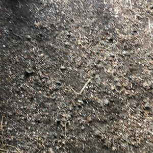 Meet your Posher, Izzizzy